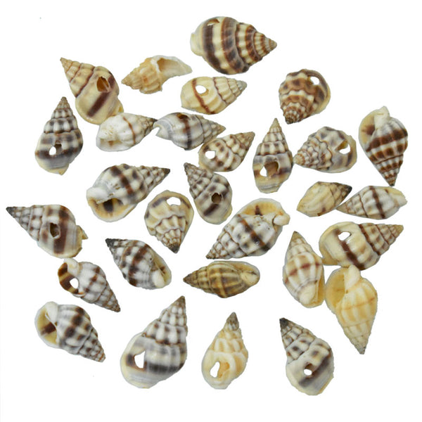 Nassa Shell Beads