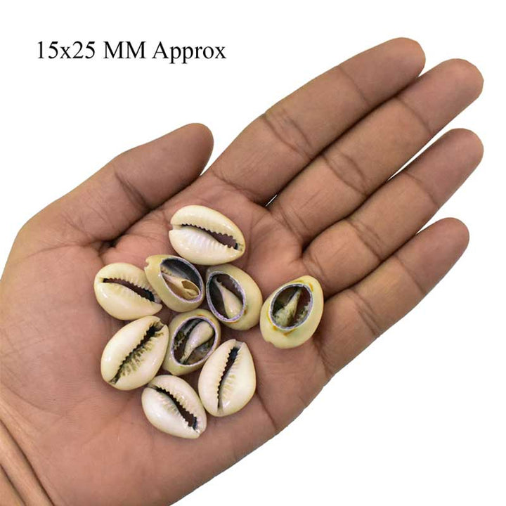 Sea Shell Open Cowries