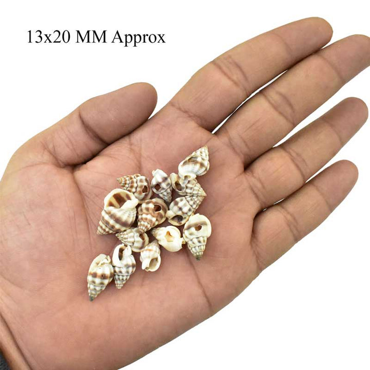 Single Hole Nassa Shell Beads