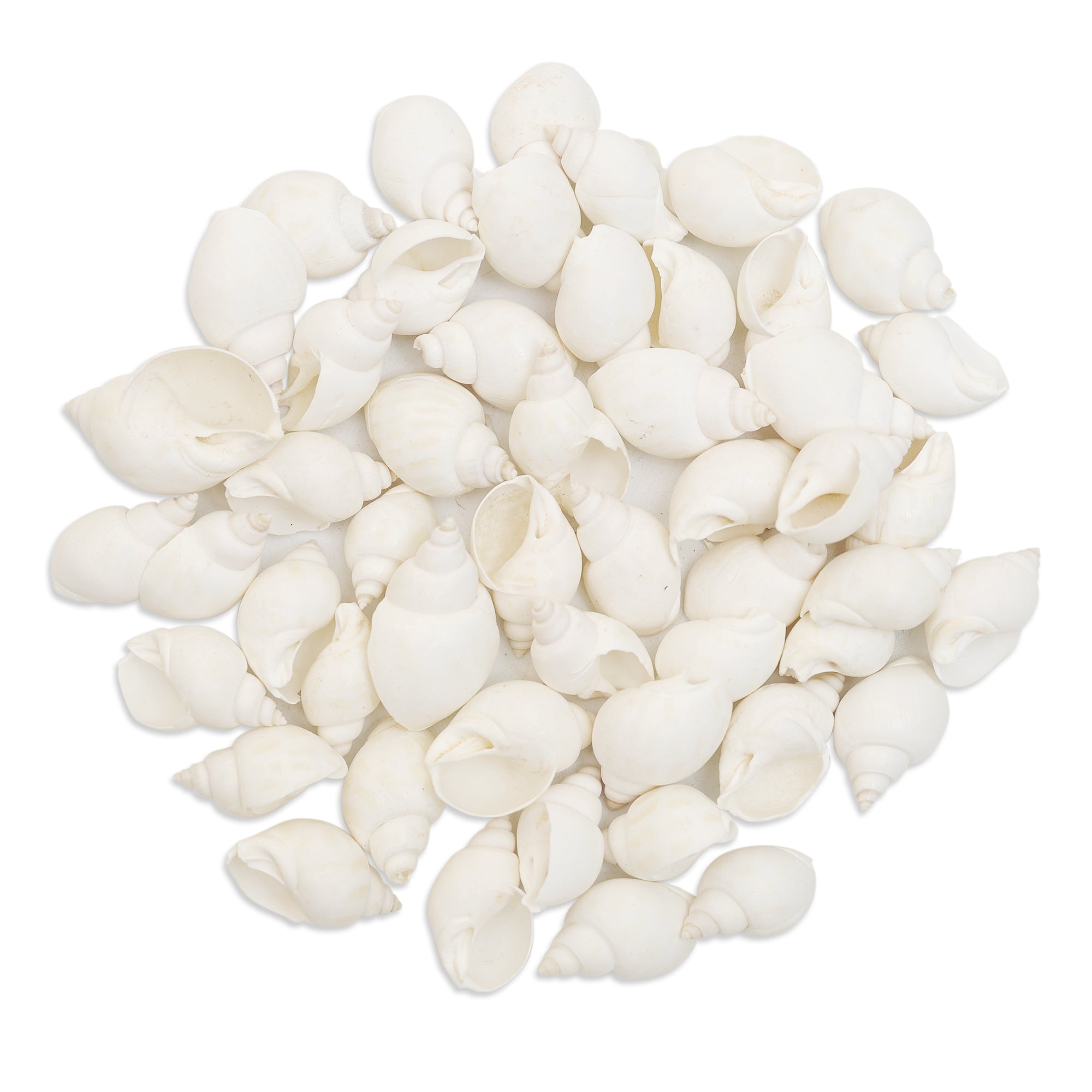 Buy Cowrie Shells online at wholesale price – embroiderymaterial.com