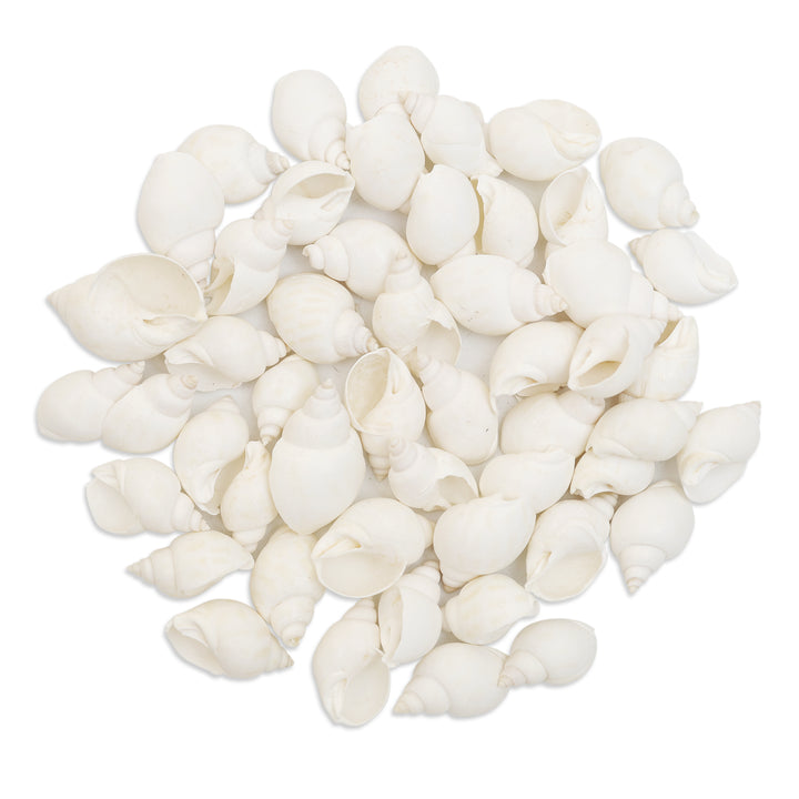 Buy Cowrie Shells online at wholesale price – embroiderymaterial.com