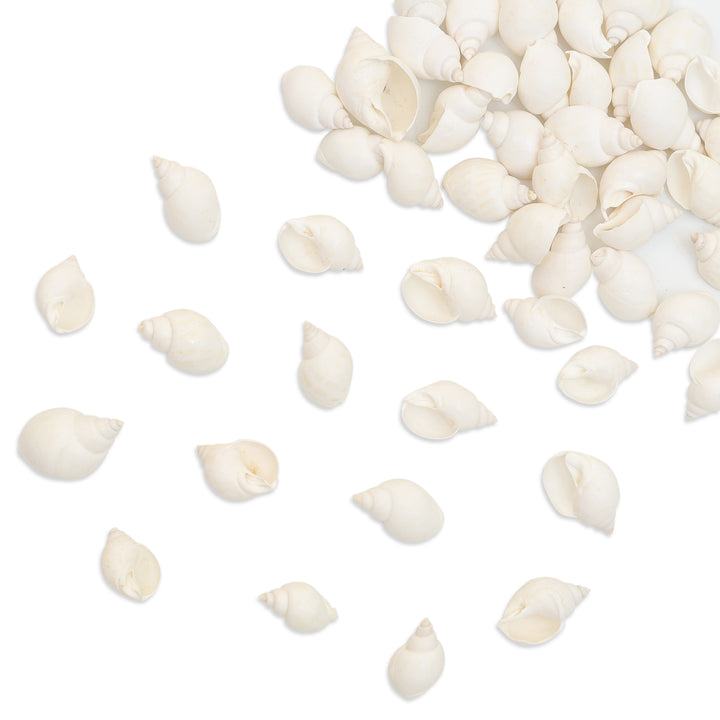 Buy Cowrie Shells online at wholesale price – embroiderymaterial.com