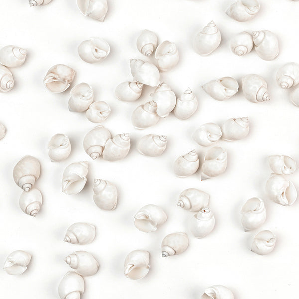 Cowrie shells for jewelry making
Cowrie shells for bracelet
Cowrie shells for necklace
Cowrie shells for anklet
Cowrie shells for craft
kaudi shells
Seashells
Beach shells
Shell collection
Nautical decor
Sea shell crafts
Conch shells
Starfish 